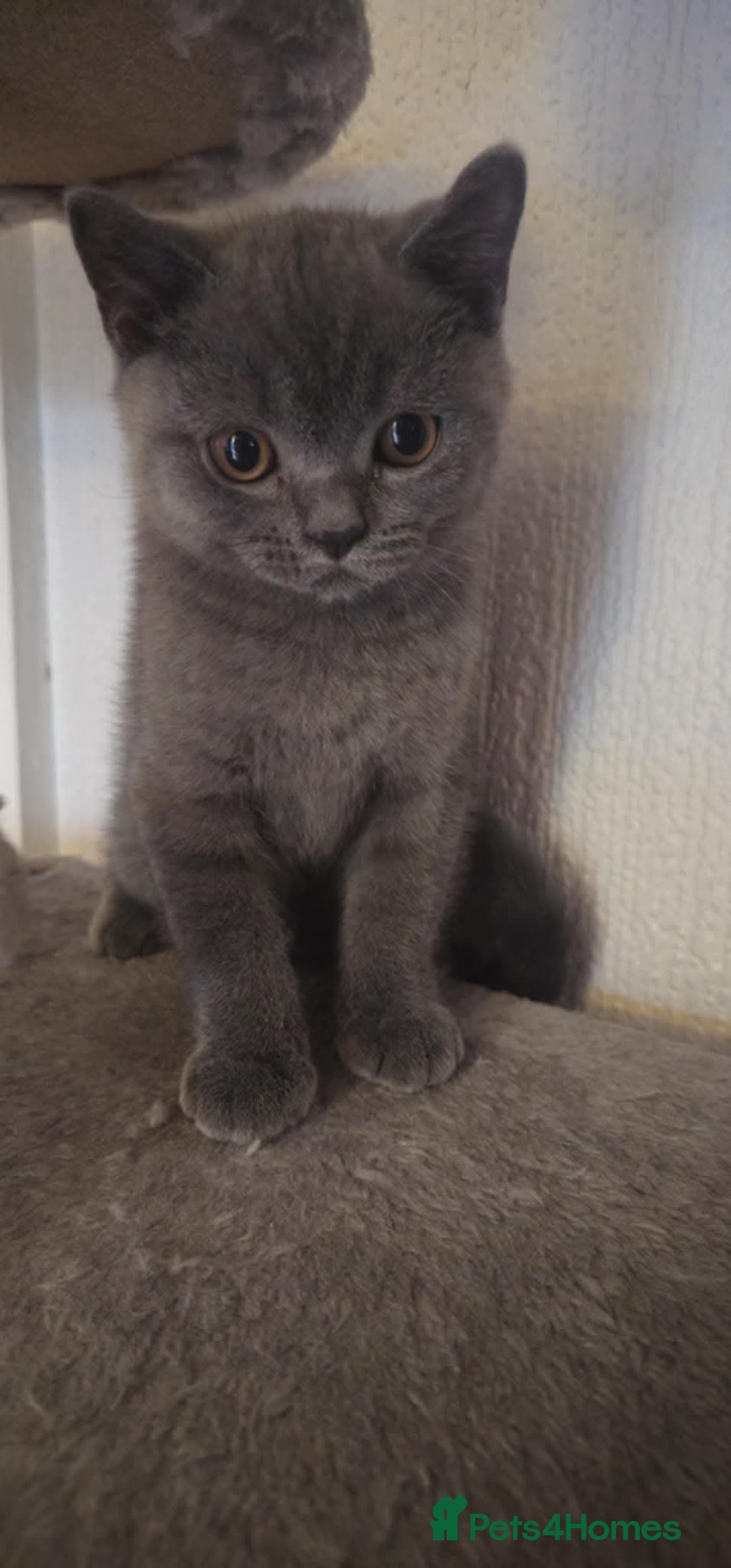 British Shorthair cats for sale: Kitten’s British shorthair  - Image 1