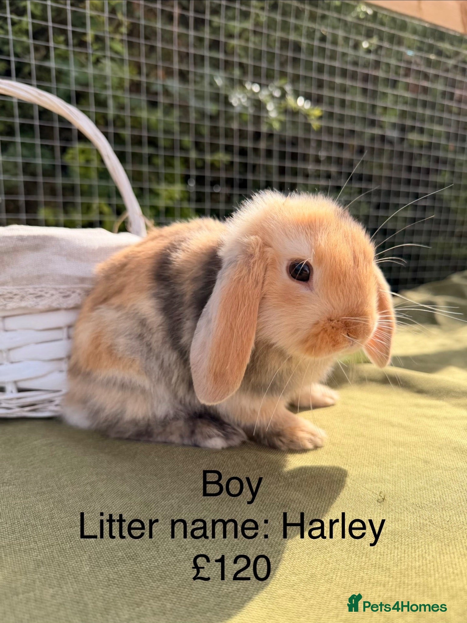 Mini Lop rabbits Mini lop babies! Lots of colours!  - Advert 2