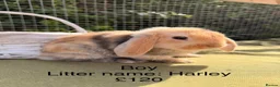 Mini Lop rabbits for sale: Mini lop babies! Lots of colours!  - Advert 10