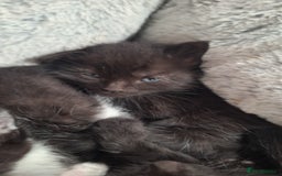 Mixed Breed cats for sale: STUNNING KITTENS  - Image 5