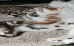 Mixed Breed cats for sale: Kittens for sale - Image 12