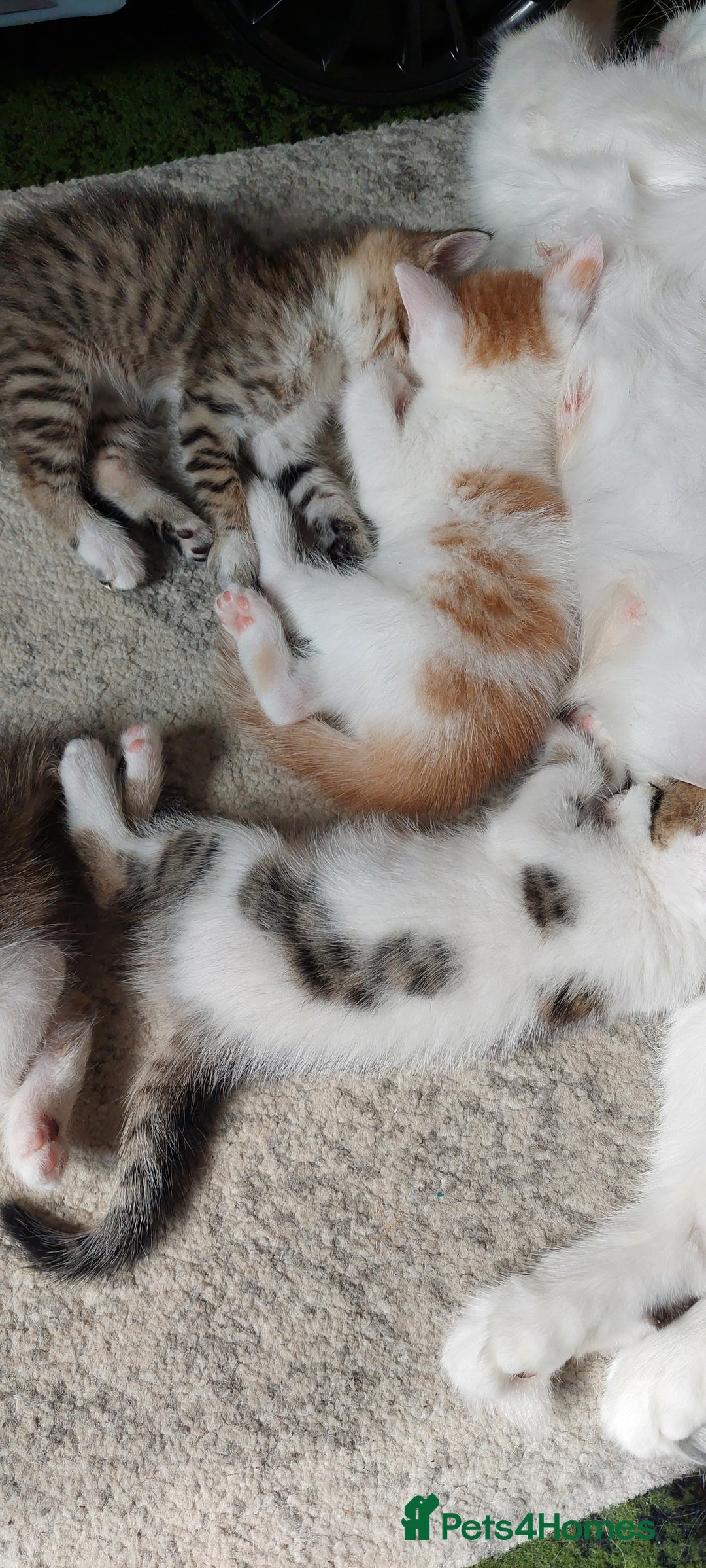 Mixed Breed cats for sale: Kittens for sale - Image 12