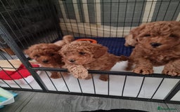 Cavapoo dogs for sale: Extensively Health Tested Red Cavapoo Puppies - Image 3