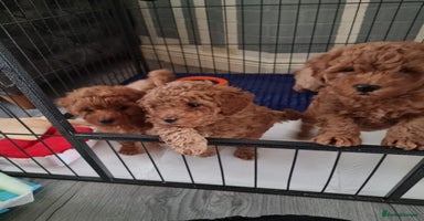 Cavapoo dogs - Advert 6