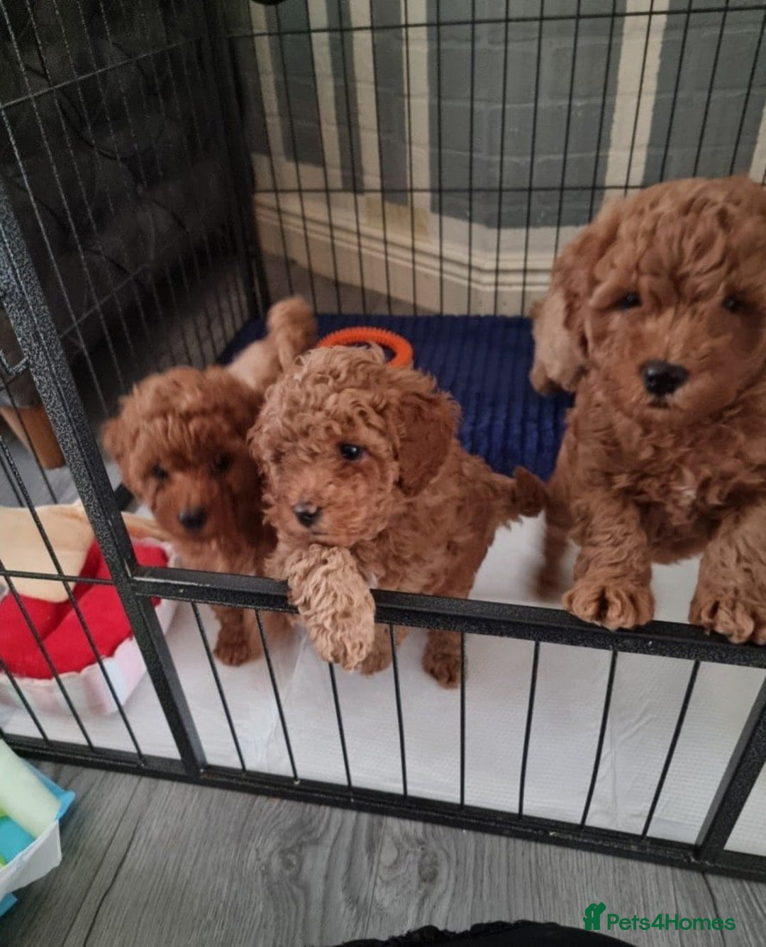 Cavapoo dogs for sale: Extensively Health Tested Red Cavapoo Puppies - Image 3