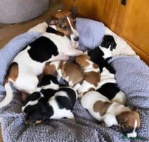 Mixed Breed dogs Cavajack girl - Advert 3