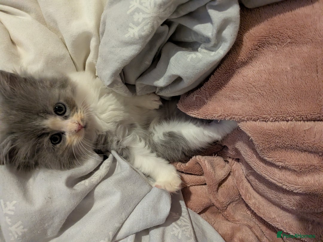 Maine Coon cats for sale: Mainecoon  x ragdolls - Advert 27