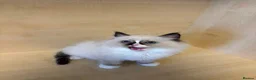 Ragdoll cats for sale: There are also 3male 1 famale - Advert 3