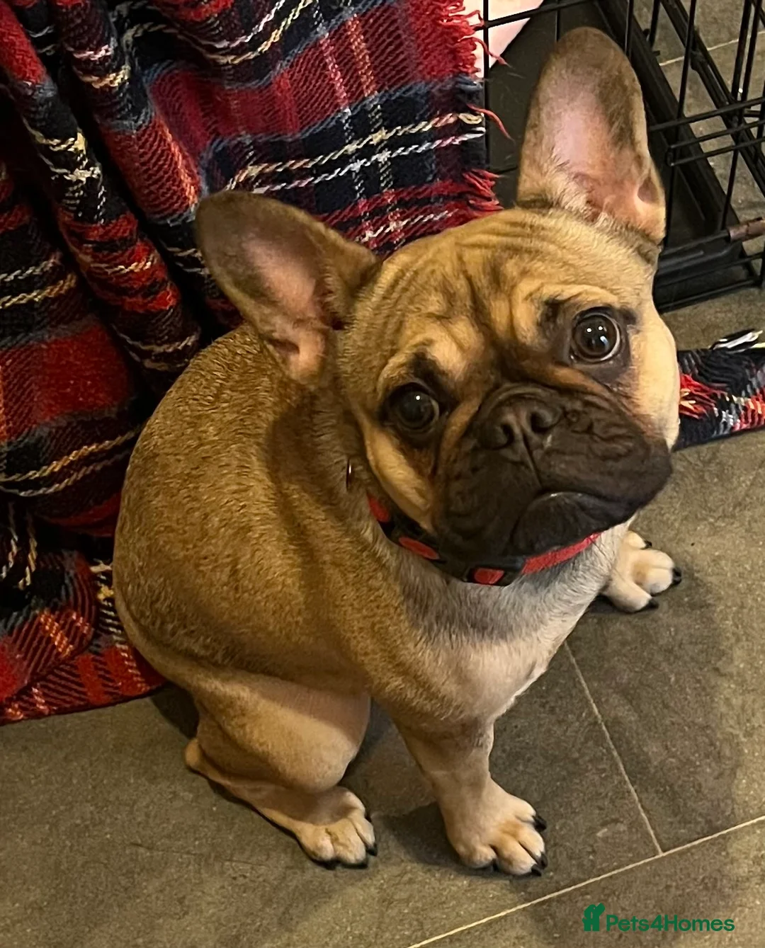 French Bulldog dogs for sale: Beautiful female frenchie - Advert 8