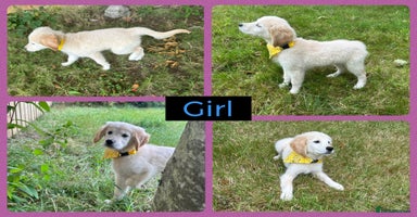 Golden Retriever dogs - Advert 12