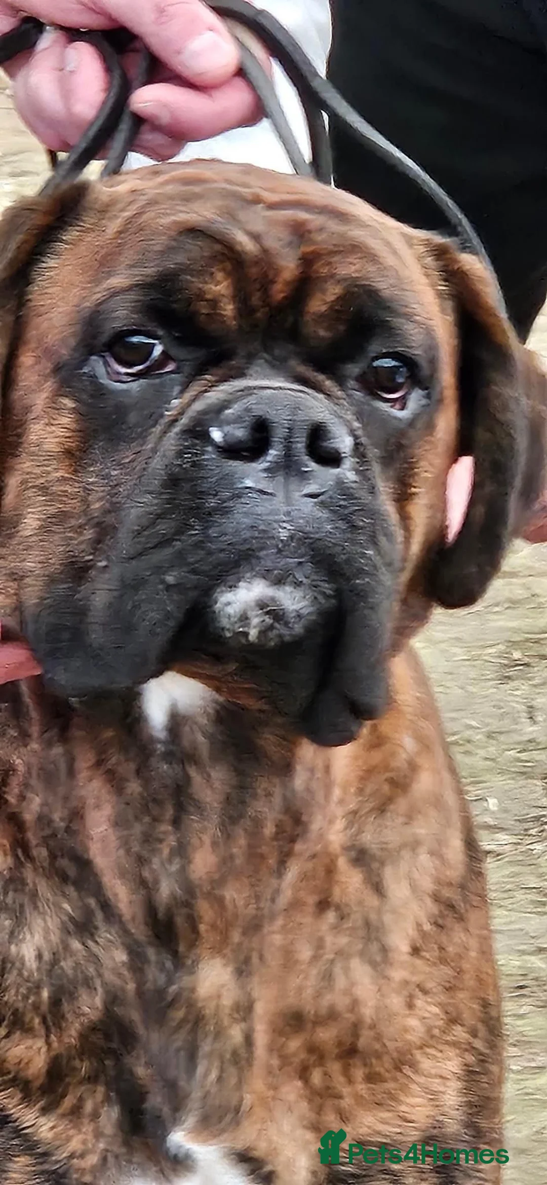 Boxer dogs for stud: Champion lined boxer for stud in Colwyn Bay - Advert 7