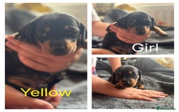 Dachshund dogs for sale: Beautiful dachshund puppies  - Image 27