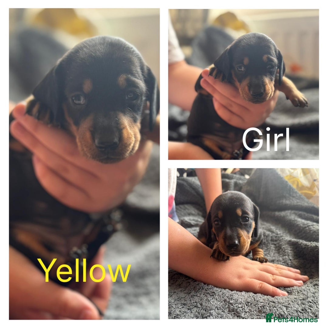 Dachshund dogs for sale: Beautiful dachshund puppies  - Image 27