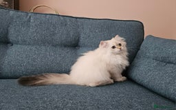 Scottish Fold cats for sale: Excellent Scottish straight girl ready to go in Erith - Image 10