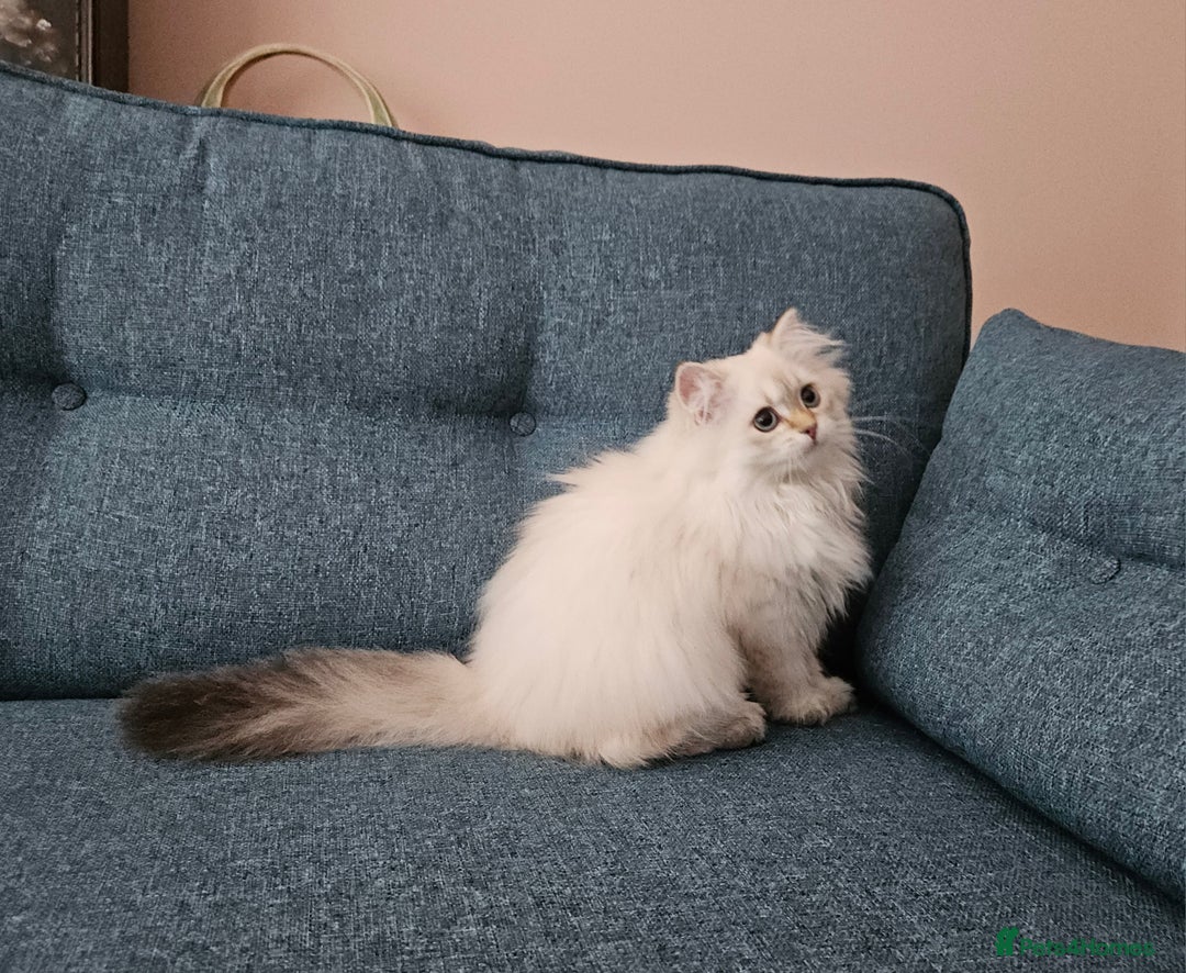 Scottish Fold cats for sale: Excellent Scottish straight girl ready to go in Erith - Image 10