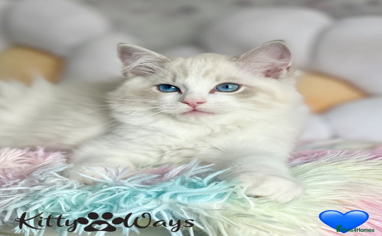 Ragdoll cats - Advert 15