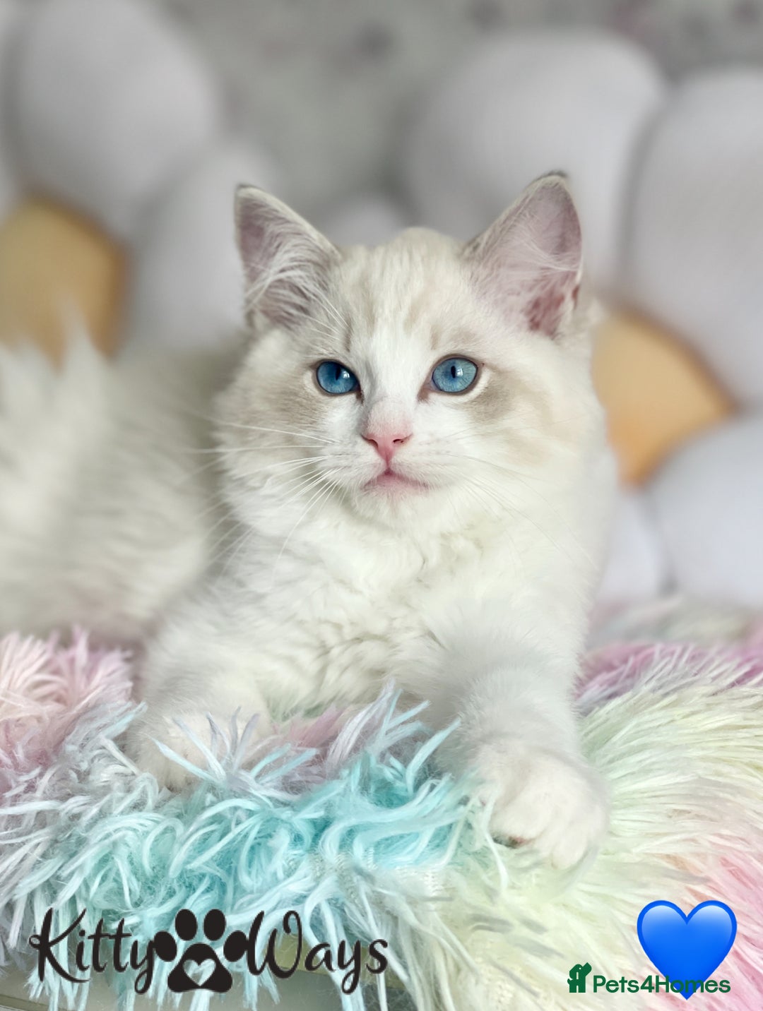 Ragdoll cats for sale: 🐾🩷*TICA REG* LYNX TABBY EU RAGDOLL KITTENS🩵🐾 - Image 1