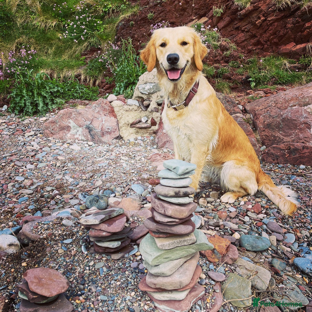 Golden Retriever dogs for sale: Confirmed Pregnancy Litter - Puppies Due Soon - Image 7