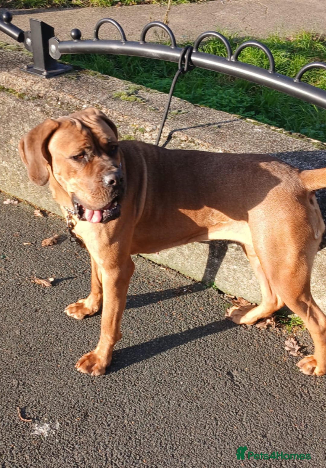 Cane Corso dogs for sale: Puppy for a new home  - Advert 4