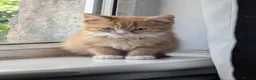 Mixed Breed cats for sale: Our ginger looking for a loving home 🏡 - Advert 3