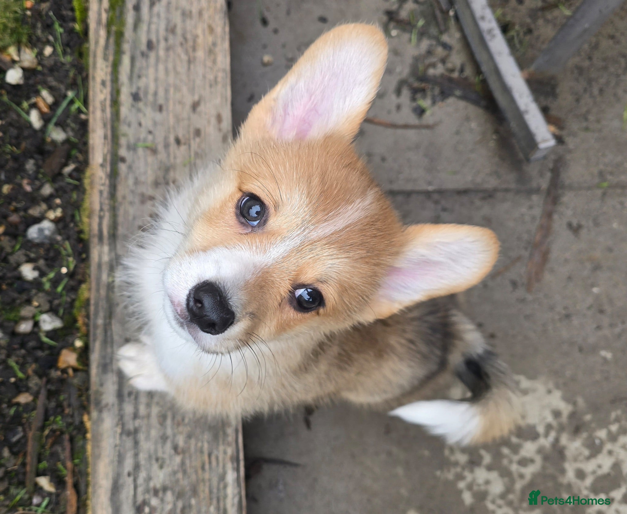 Welsh Corgi Pembroke dogs Pembroke Corgi Puppies - Ready Now - Advert 2