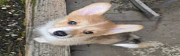 Welsh Corgi Pembroke dogs for sale: Pembroke Corgi Puppies - Ready Now - Advert 2