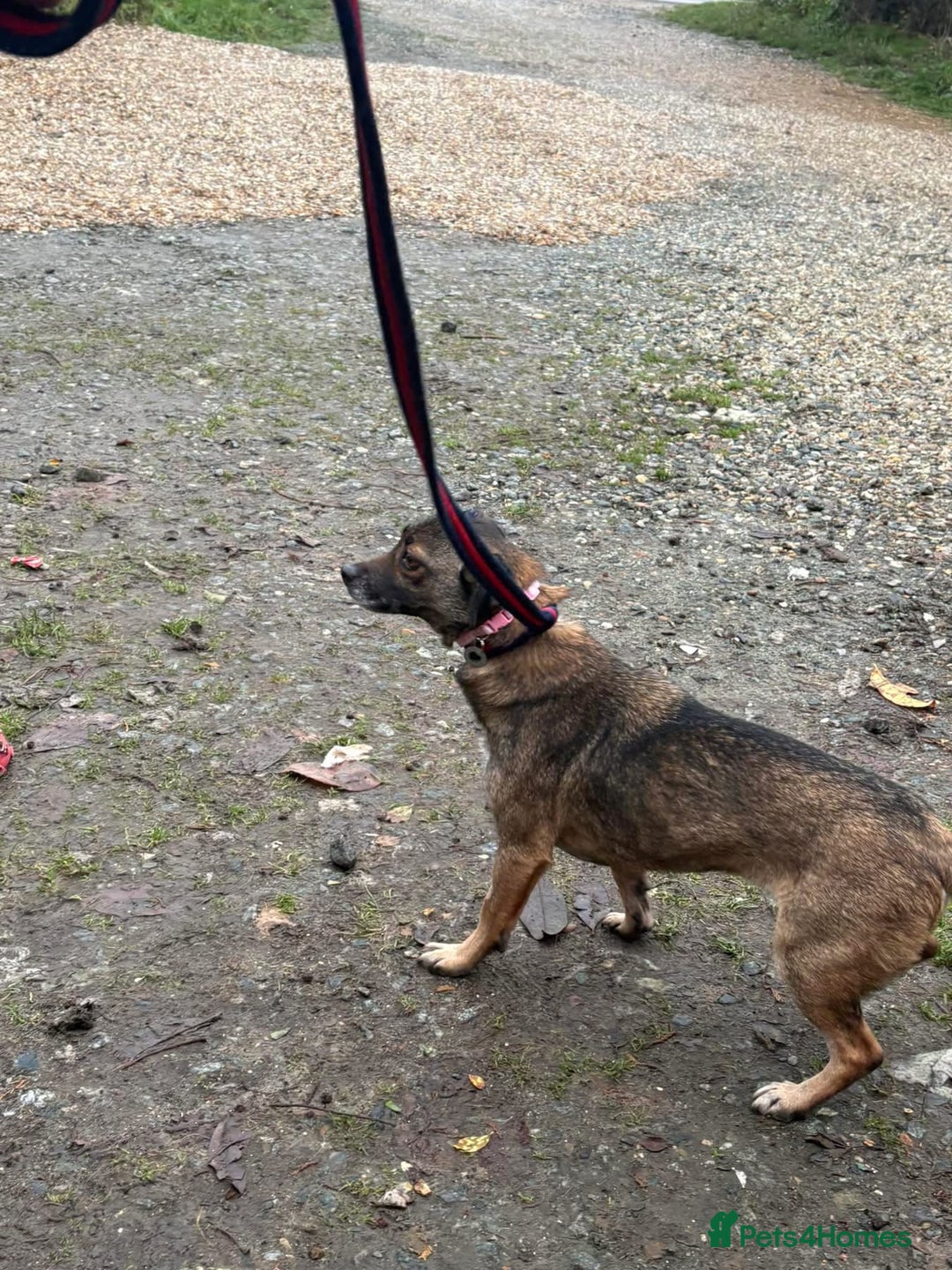 Mixed Breed dogs for adoption: Lindy - Norwich Norfolk  - Advert 15