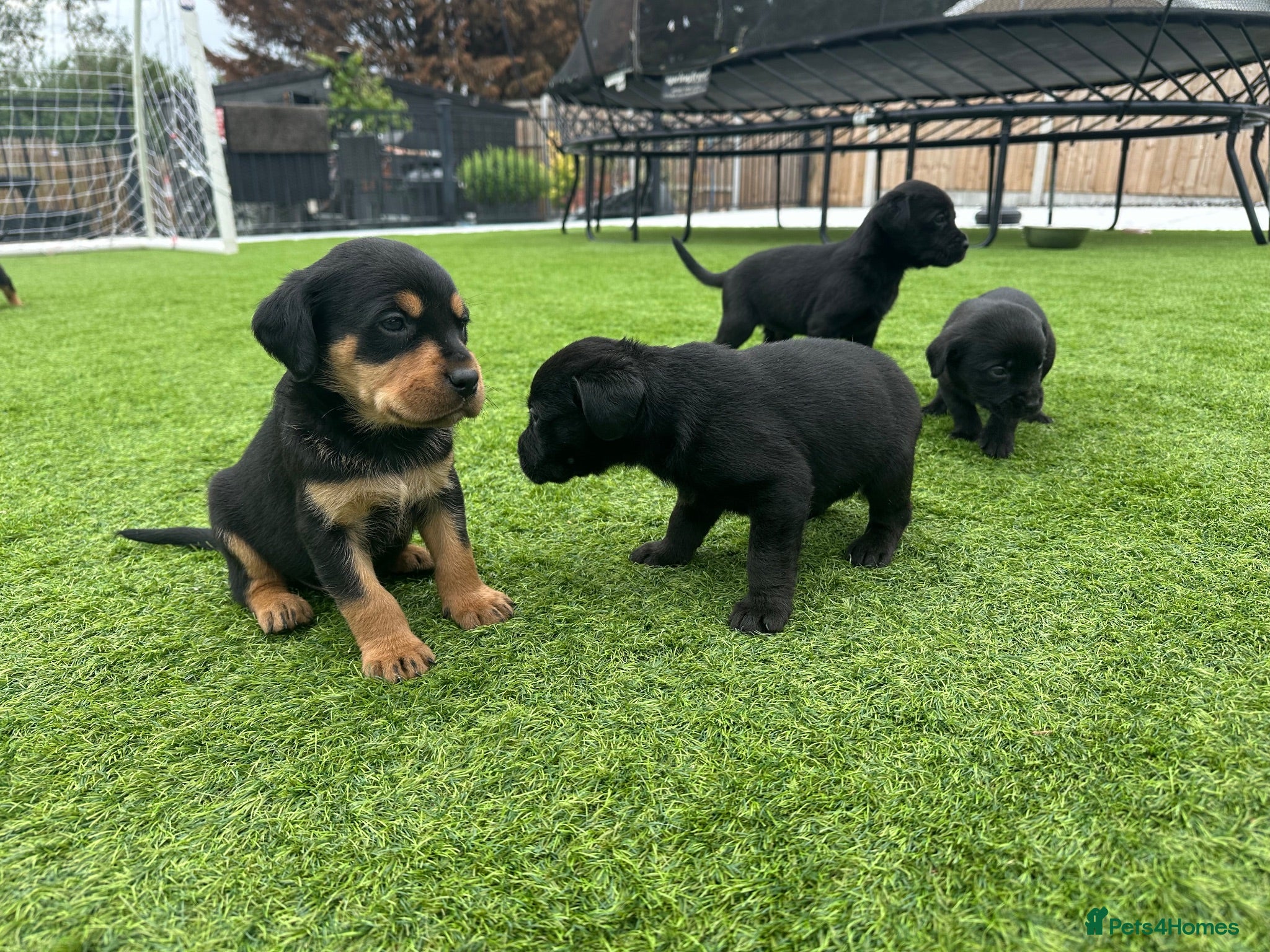 Mixed Breed dogs   👑 Labrotties 👑 rottweiler x Labrador 👑 - Advert 2