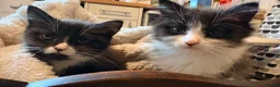 Mixed Breed cats for sale: 2 x adorable kittens in Dudley - Advert 3