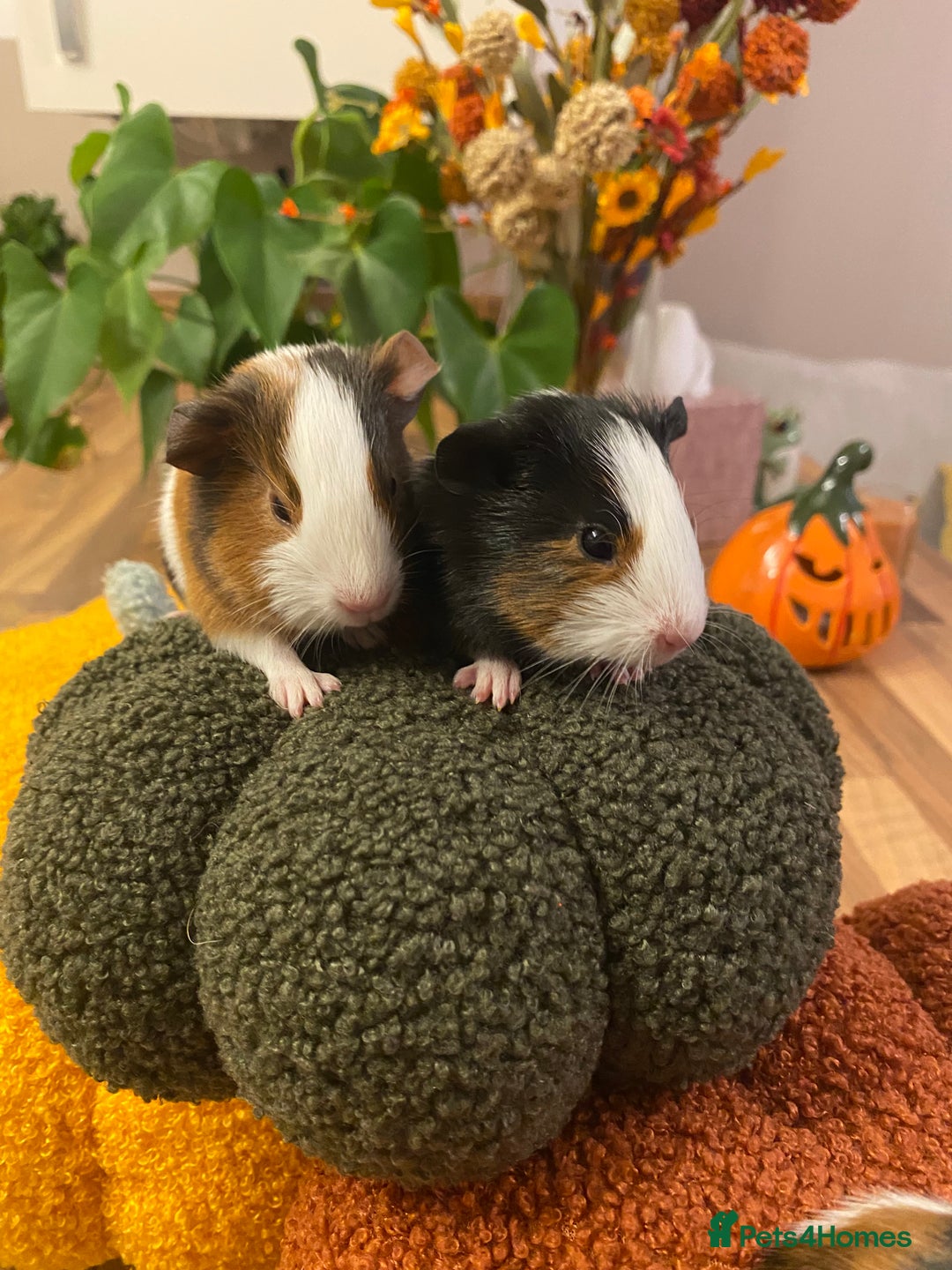 Guinea Pig rodents for sale: Baby female Guinea pigs - Image 5