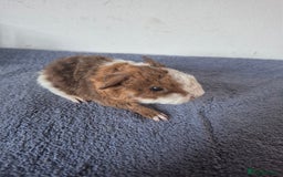 Guinea Pig rodents for sale: Pretty boars for sale x - Image 4