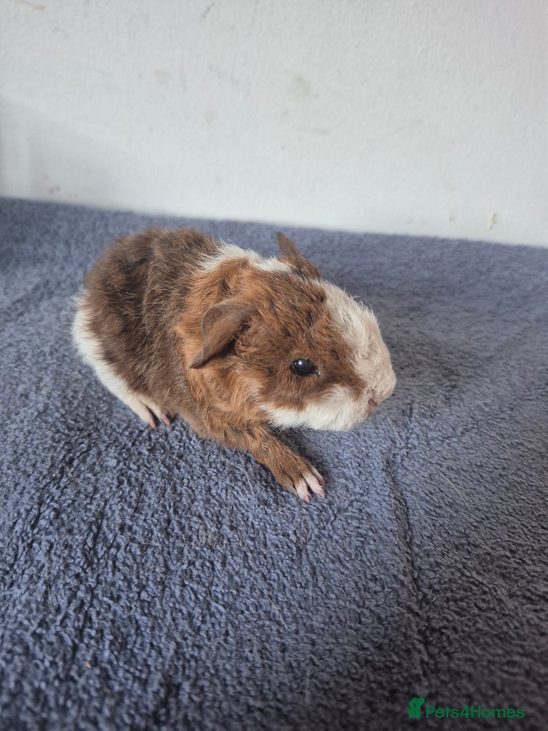 Guinea Pig rodents for sale: Pretty boars for sale x - Image 4