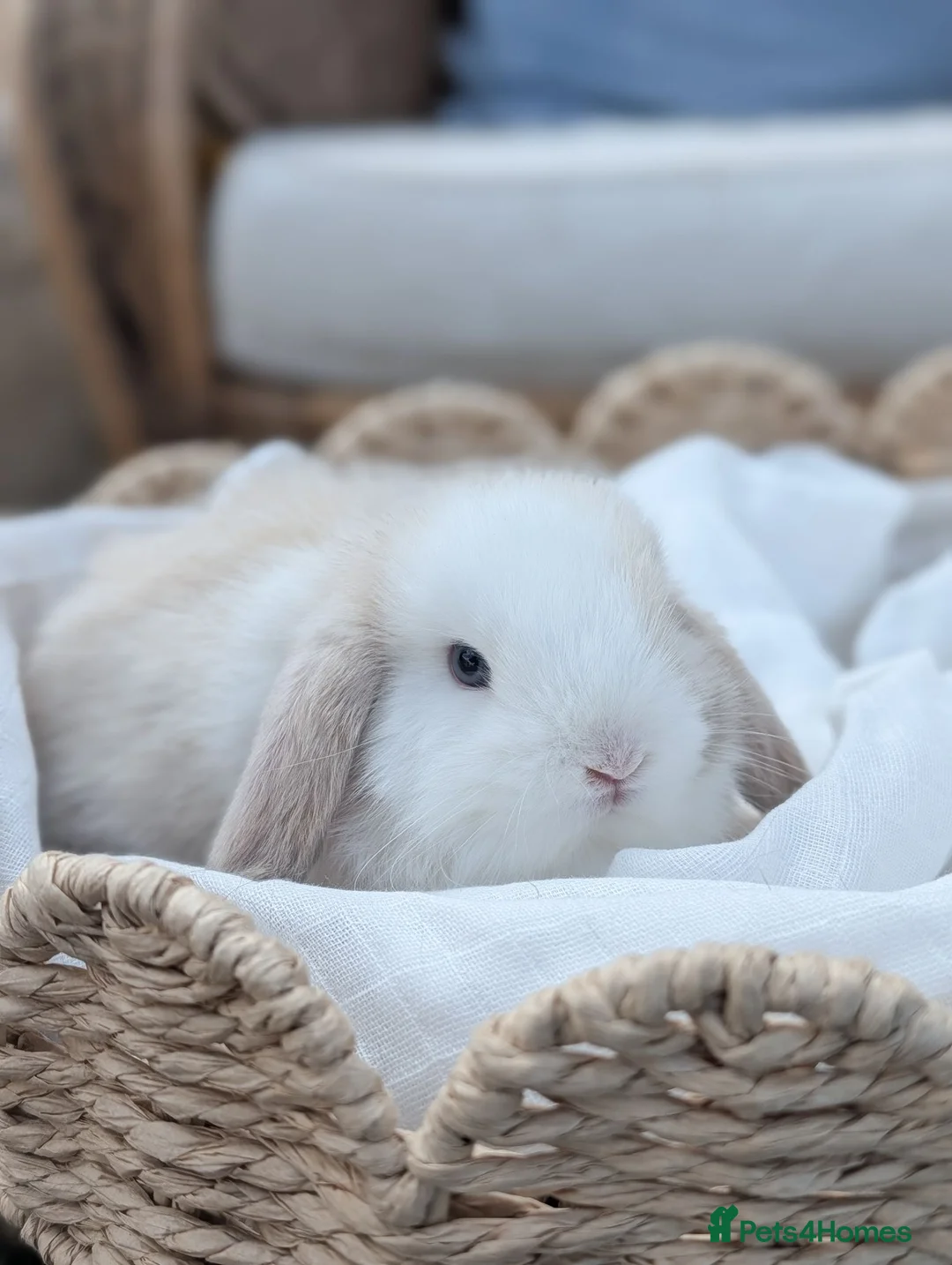 Mini Lop rabbits for sale: Mini Lop Babies  - Advert 8