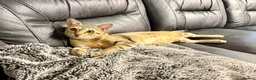 Savannah cats for sale: Special F2 Savannah Girl Seeking Forever Love ❤ - Advert 18
