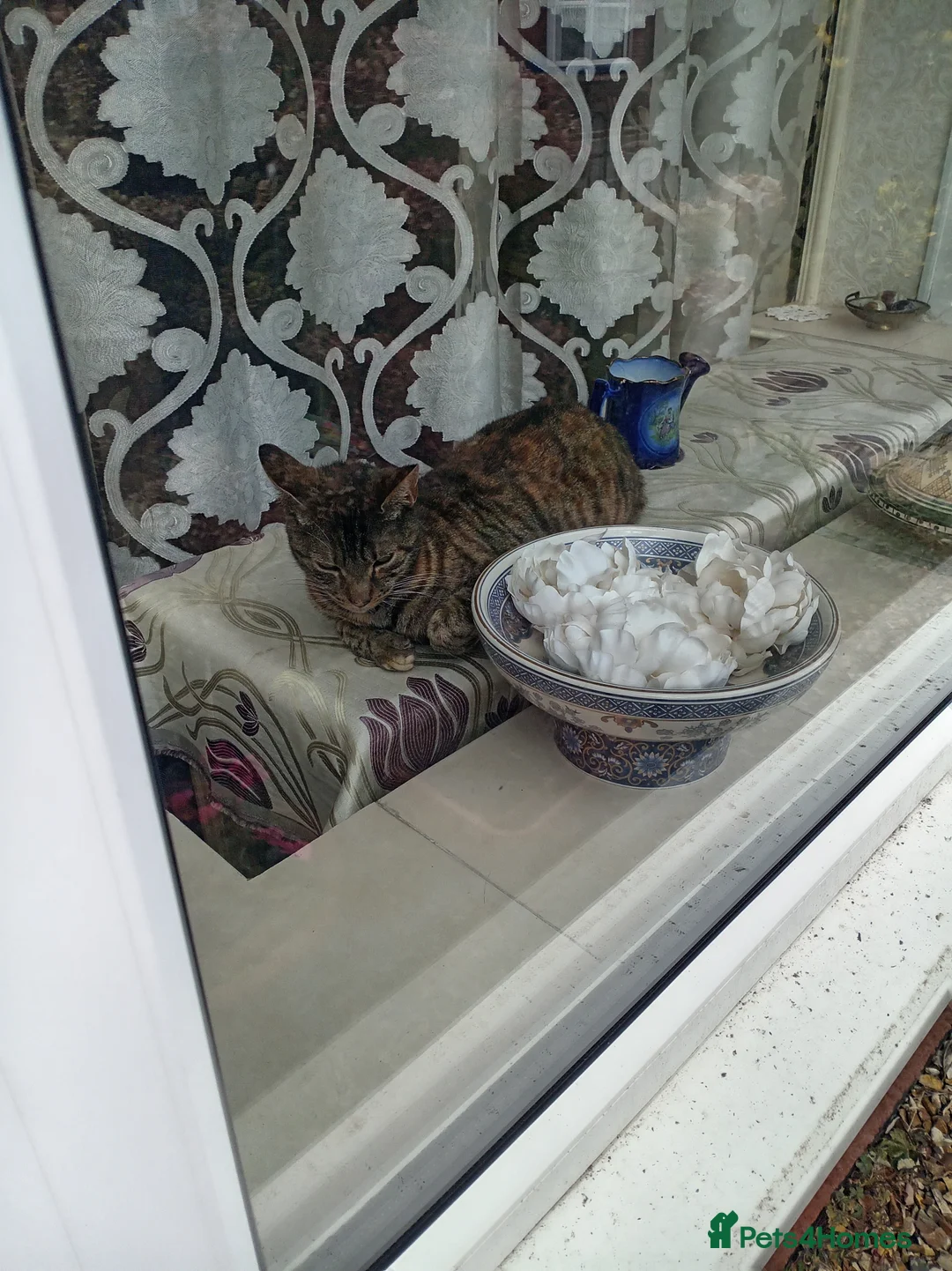 Mixed Breed cats for sale: Two lovely female cats looking for a family - Advert 2