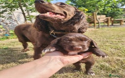 Cocker Spaniel dogs for sale: KC registered cocker spaniels - Image 12