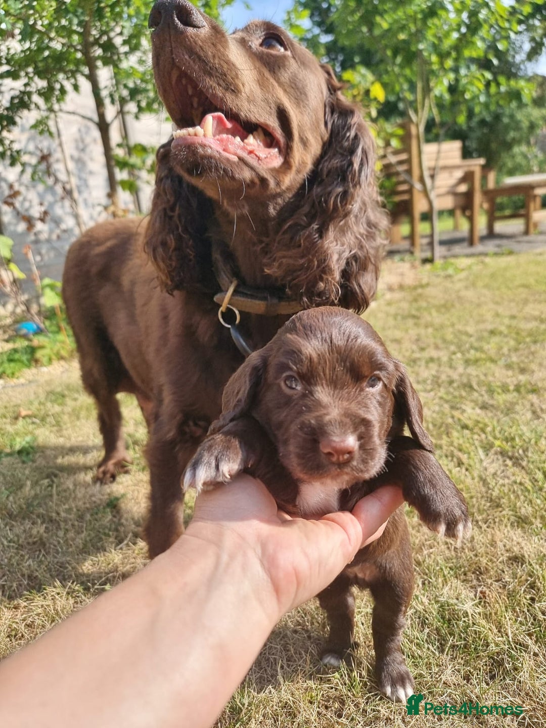 Cocker Spaniel dogs for sale: KC registered cocker spaniels - Image 12