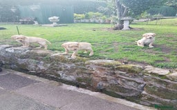 Labrador Retriever dogs for sale: KC Registered Labrador puppies  - Image 28