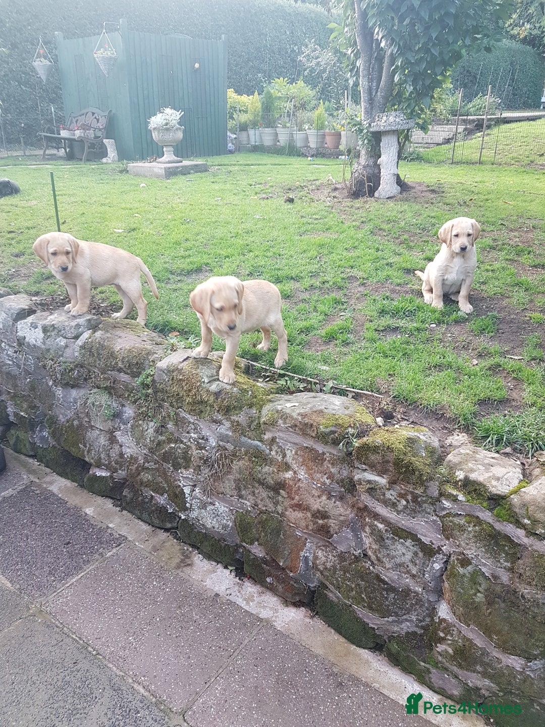 Labrador Retriever dogs for sale: KC Registered Labrador puppies  - Image 28
