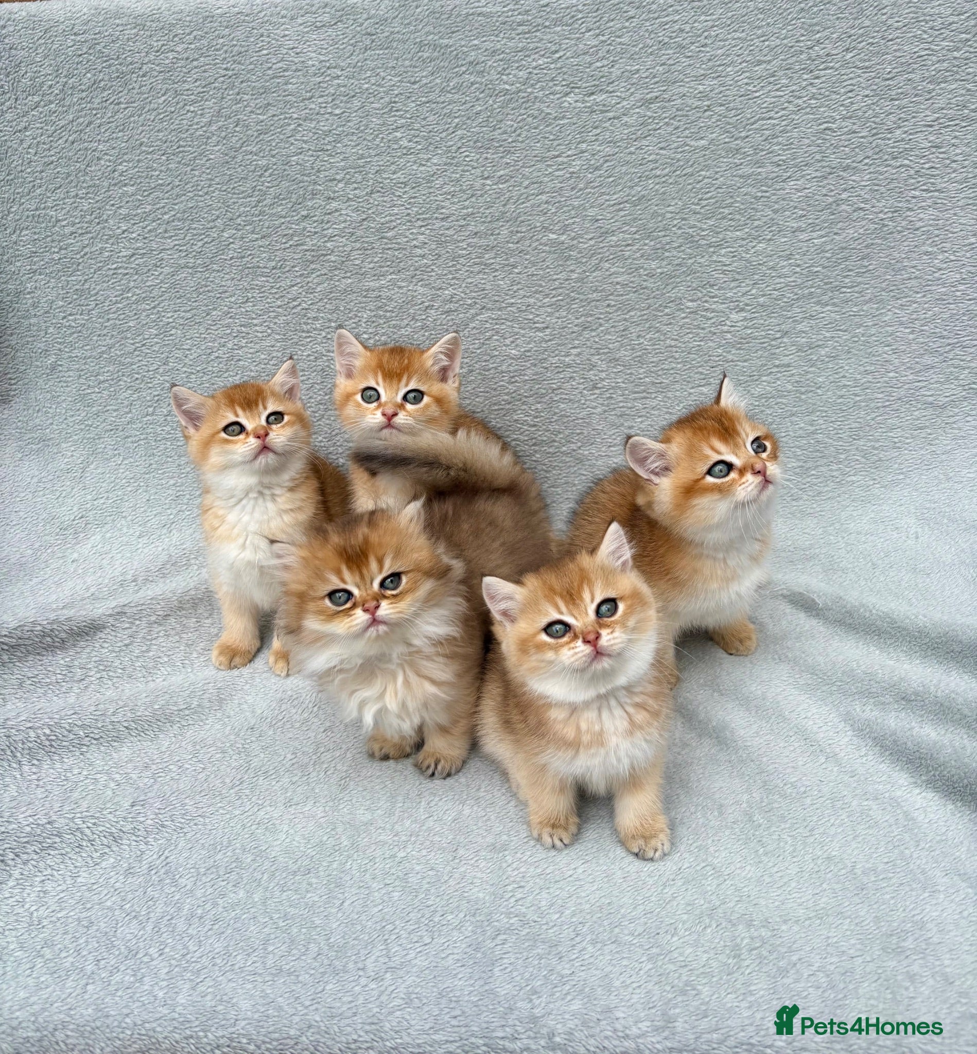 British Shorthair cats Pedigree chinchilla golden kittens ✨ black golden - Advert 3
