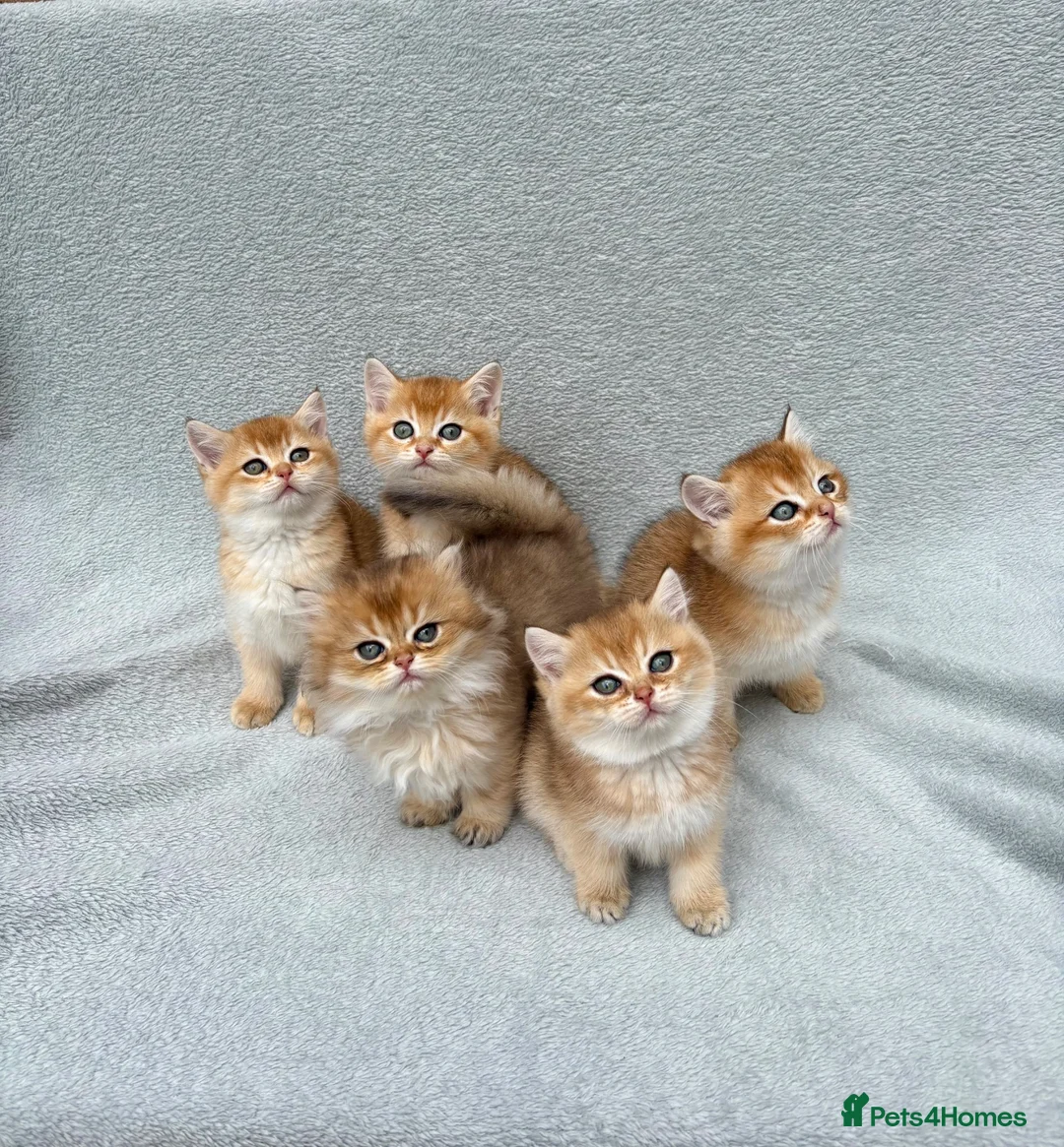 British Shorthair cats for sale: Pedigree chinchilla golden kittens ✨ NY12 - Advert 1