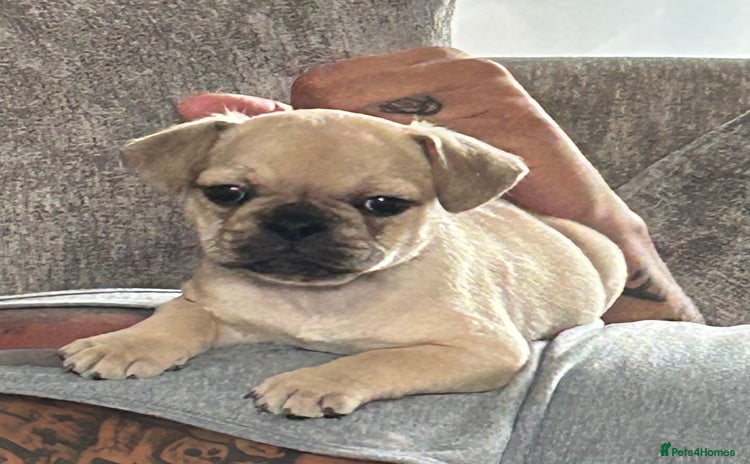 Frug dogs - Advert 10