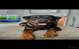 Rottweiler dogs for stud: Male Rottweiler for stud - Advert 3