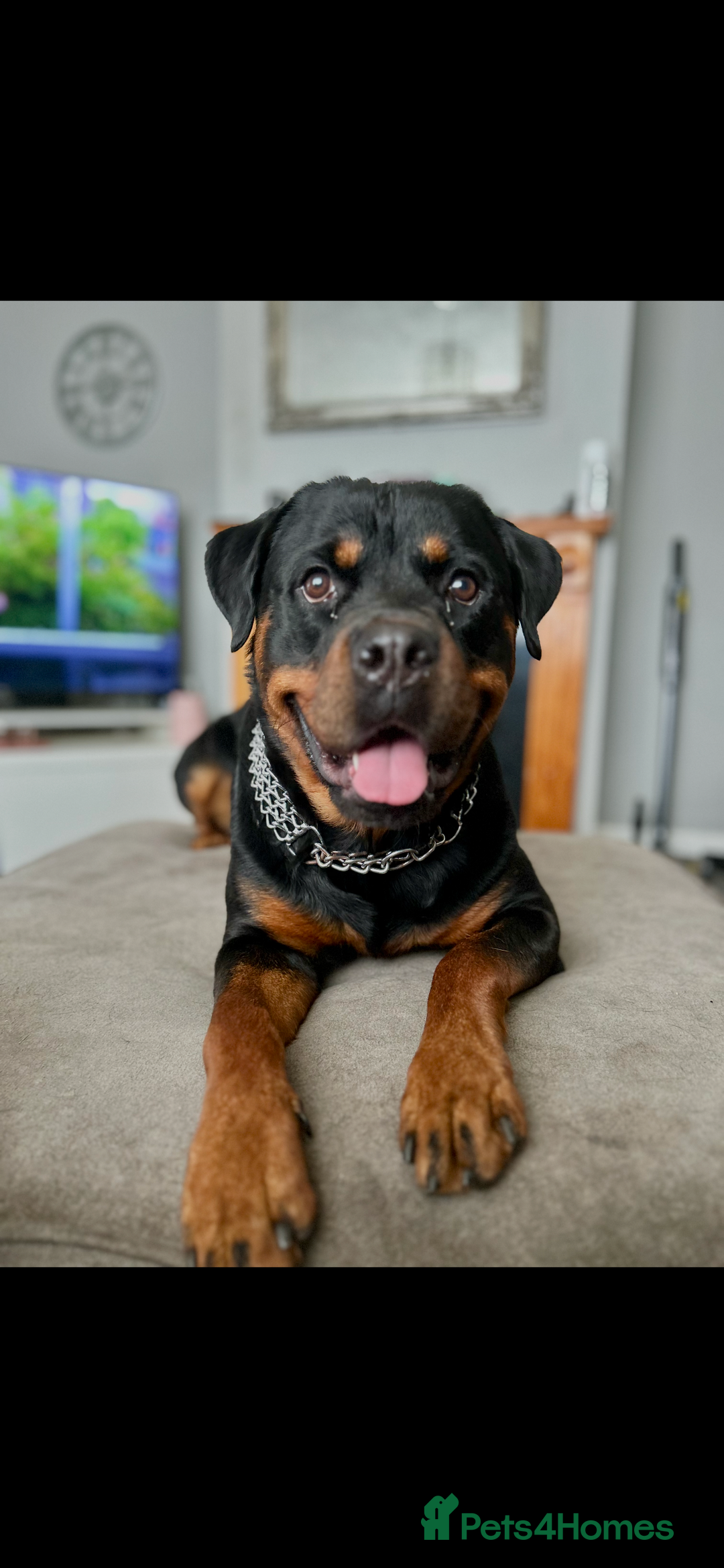 Rottweiler dogs for stud: Male Rottweiler for stud - Advert 3
