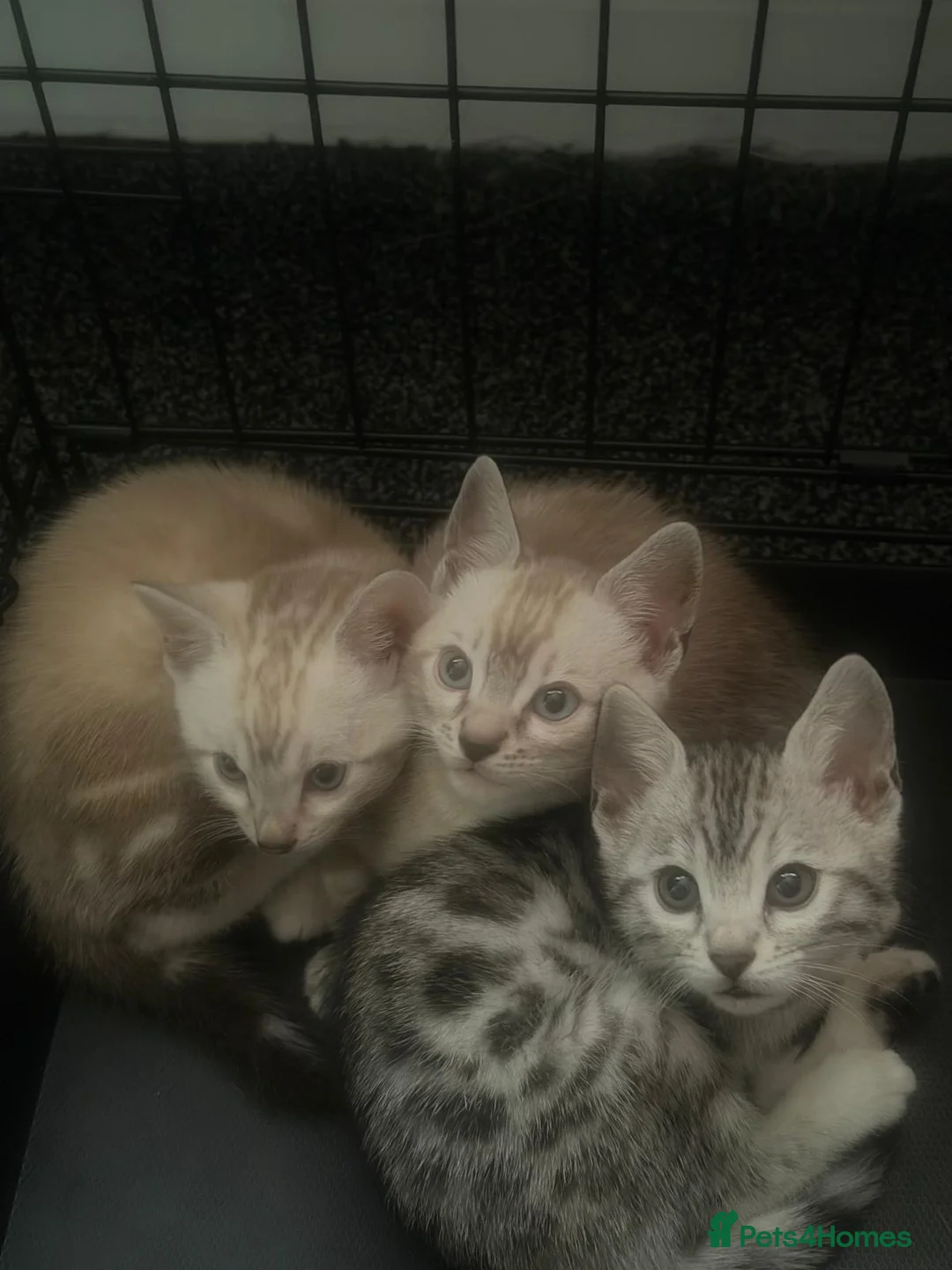 Bengal cats for sale: Bengal tiger kittens  - Advert 5