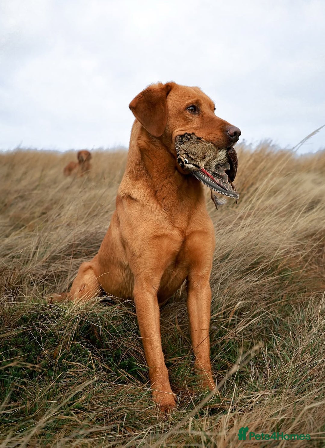 Labrador Retriever dogs for stud: Beautiful fox red labrador available to stud  in Durham - Image 4