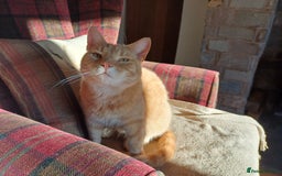 Mixed Breed cats for sale: 6 Lovely and Friendly Cats - Different colours - Advert 20