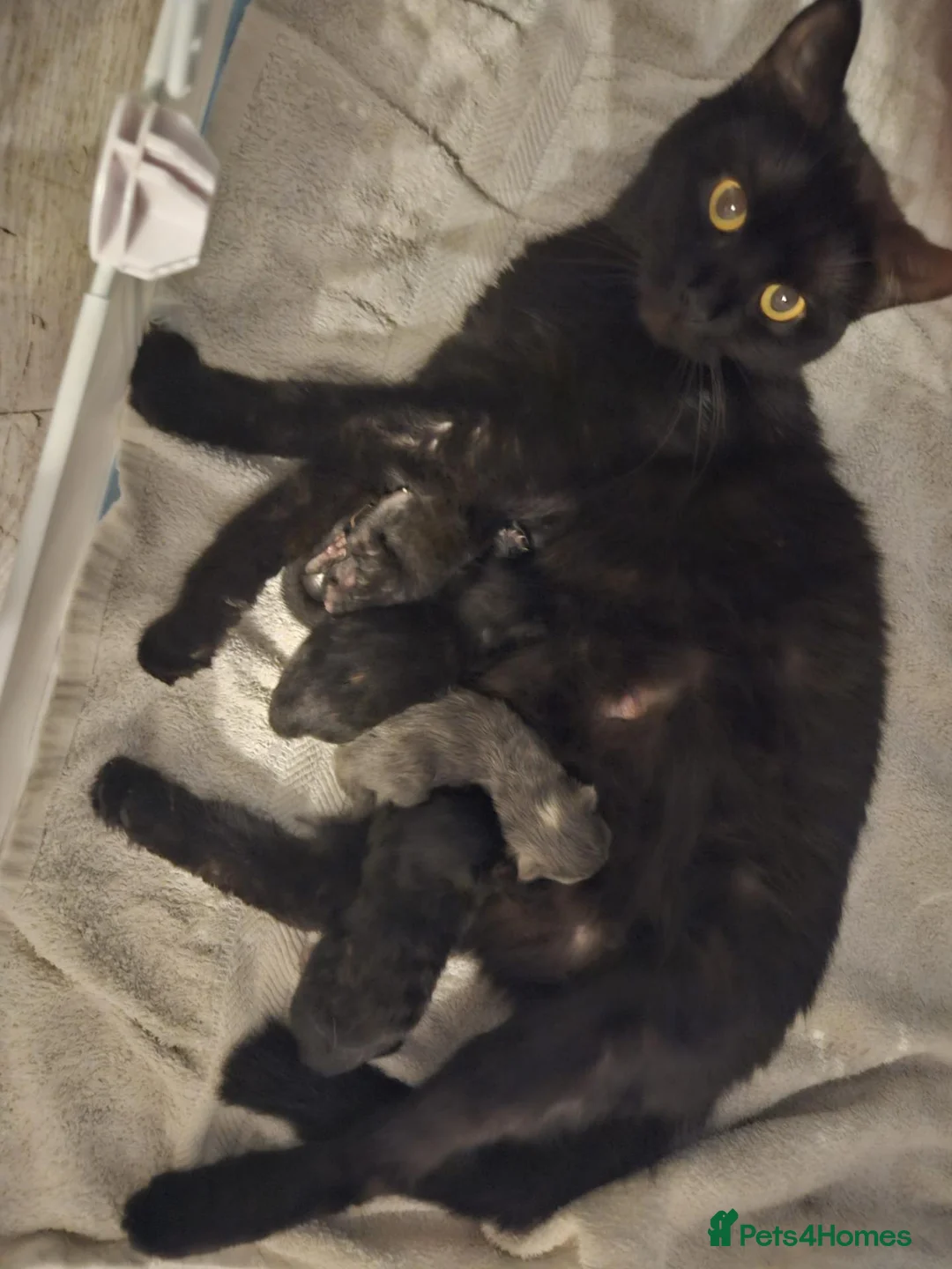 Mixed Breed cats for sale: 2 beautiful kittens for sale  - Advert 41