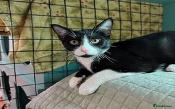 Mixed Breed cats for sale: 3 kittens for sale  - Image 11