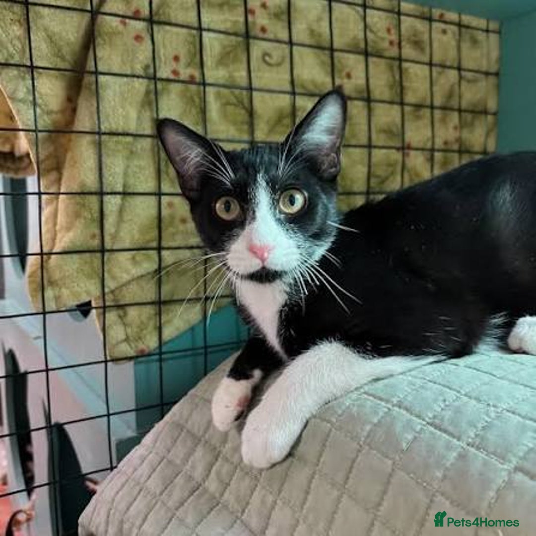 Mixed Breed cats for sale: 3 kittens for sale  - Image 11